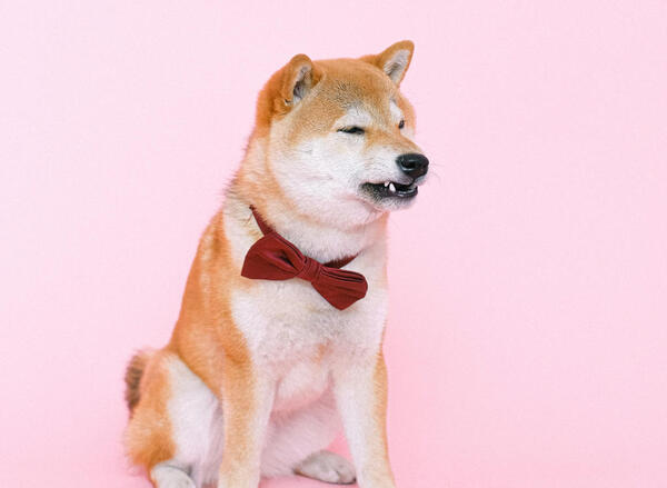 Shiba inu dog in a bow tie making a grouchy face.