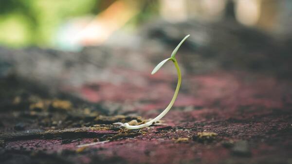 A single plant seedling sprouting from the ground.