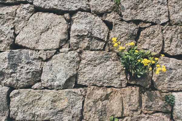 Flowers grow through a crack in a barren concrete stone wall.